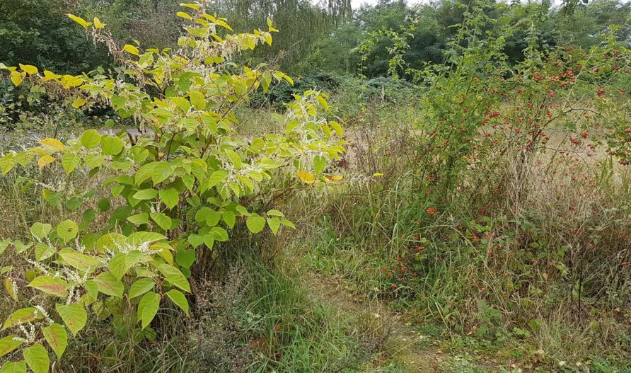 Japanischer Staudenknöterich (Fallopia japonica), invasive Pflanzenart