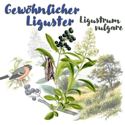 Gewöhnlicher Liguster (Ligustrum vulgare)