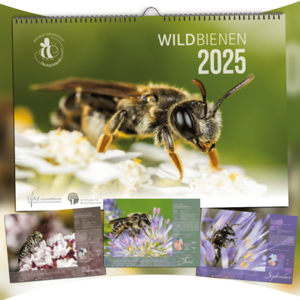 Wildbienenkalender 2025, Cover