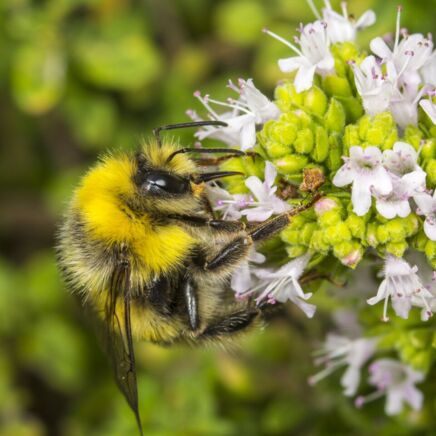 Grubenhummel (Bombus subterraneus)