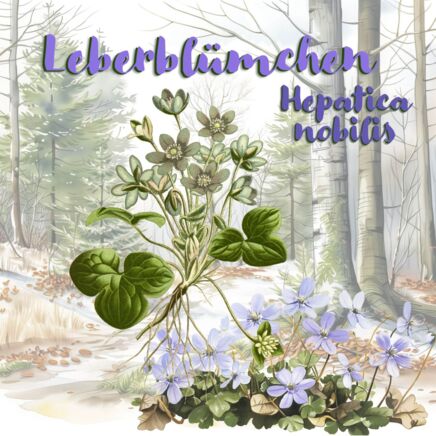 Leberblümchen (Hepatica nobilis)