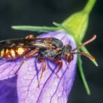 Glockenblumen-Wespenbiene (Nomada braunsiana)