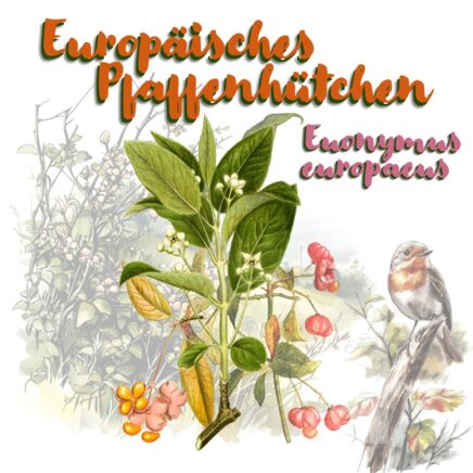 Europäisches Pfaffenhütchen (Euonymus europaeus)