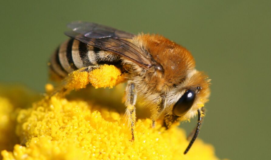 Auch zahlreiche Wildbienenarten sind bedroht (Symbolbild).