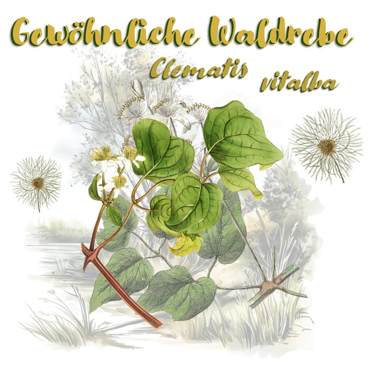 Gewöhnliche Waldrebe (Clematis vitalba)