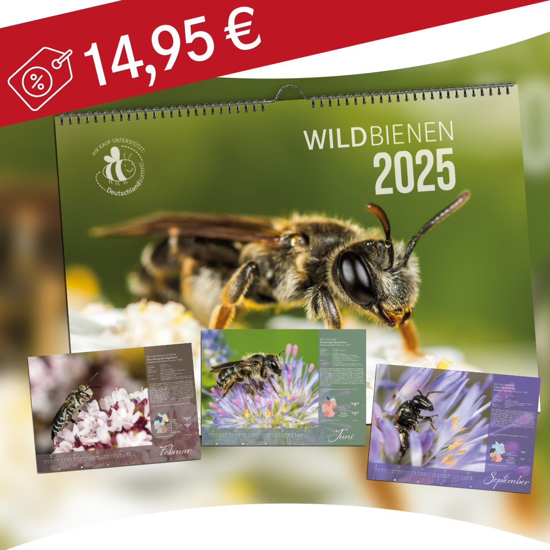 Wildbienenkalender 2025